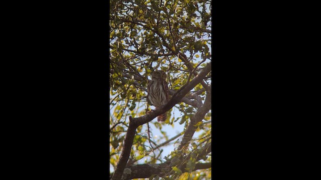 kulíšek brazilský - ML647256783