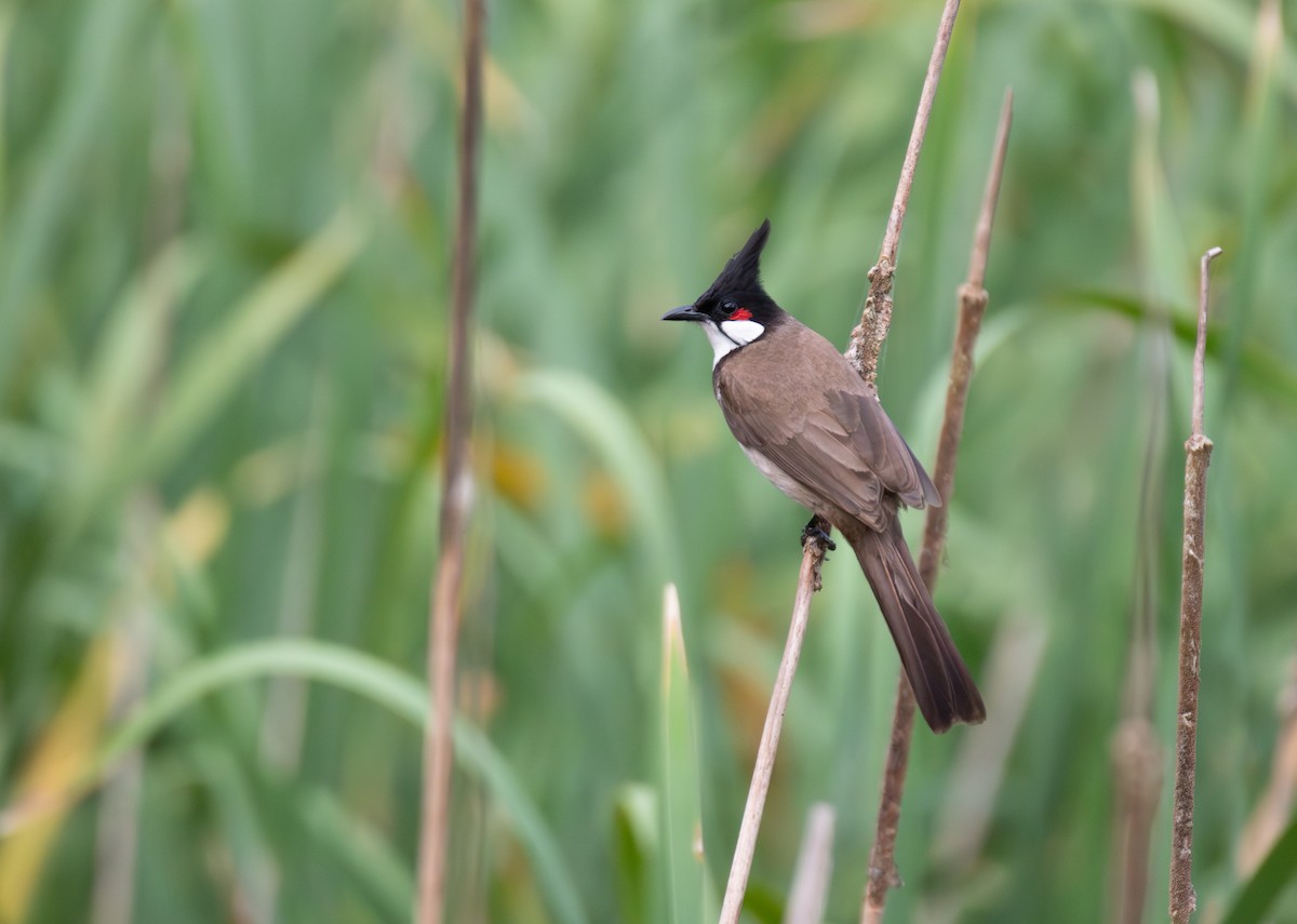 Red-whiskered Bulbul - ML647256789