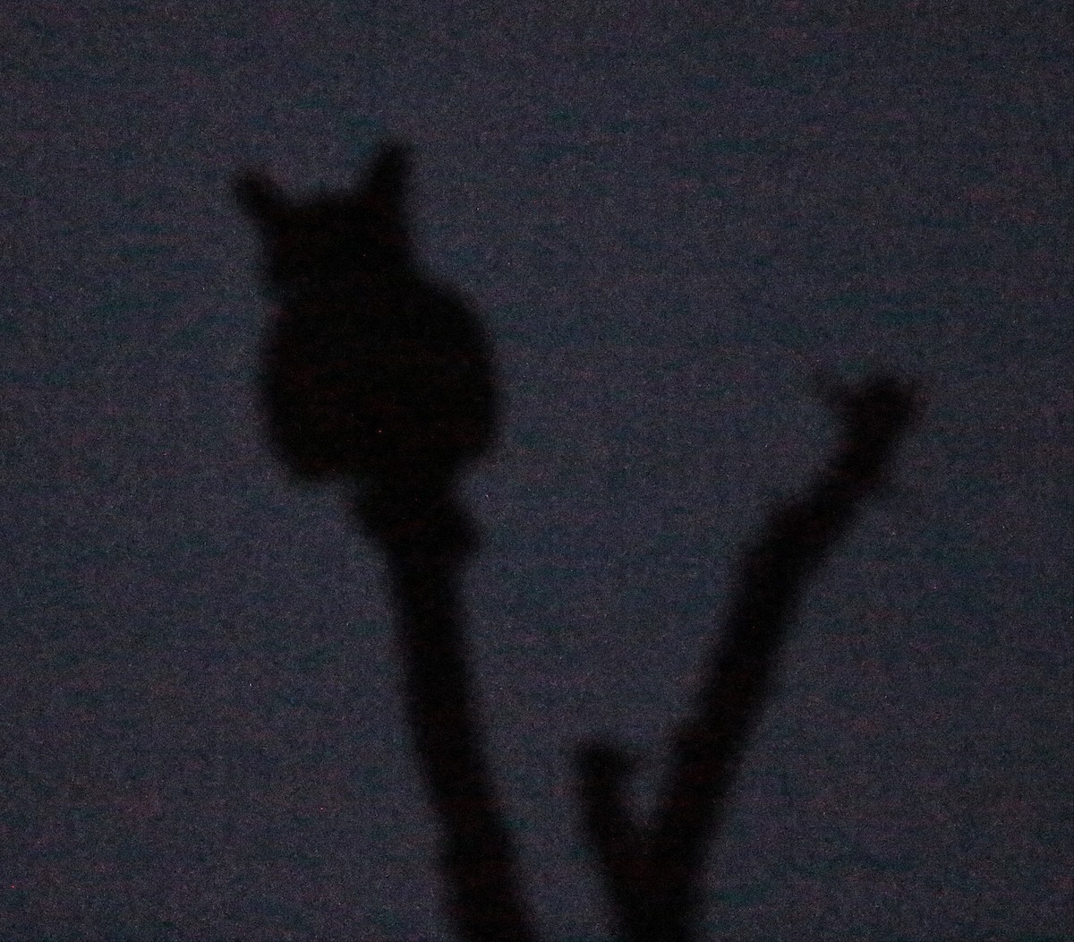 Great Horned Owl - ML647256795