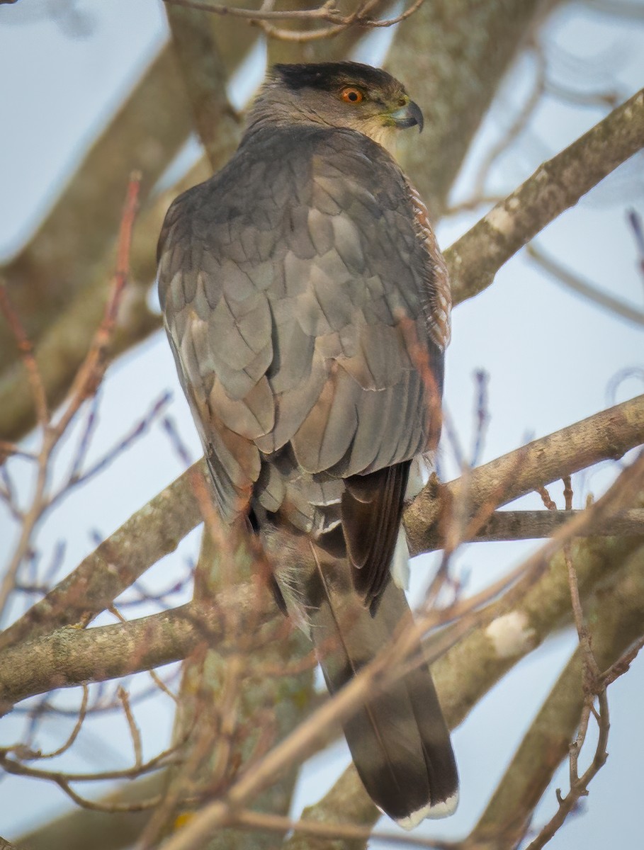 Cooper's Hawk - ML647256796