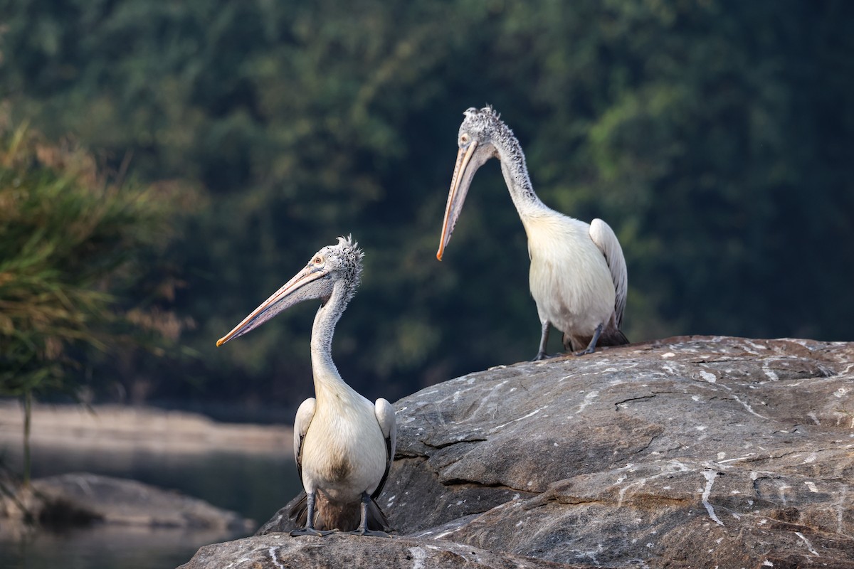 Pelikano tantoduna - ML647256797