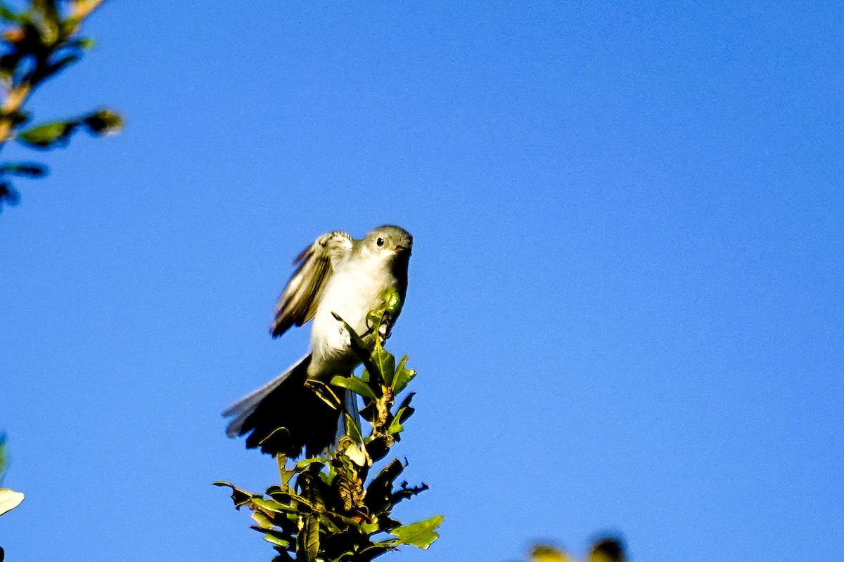 Голубая комароловка - ML647256799