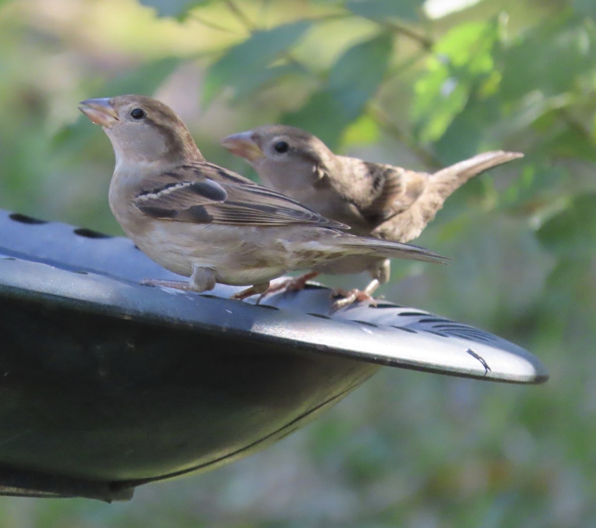 House Sparrow - ML647256802