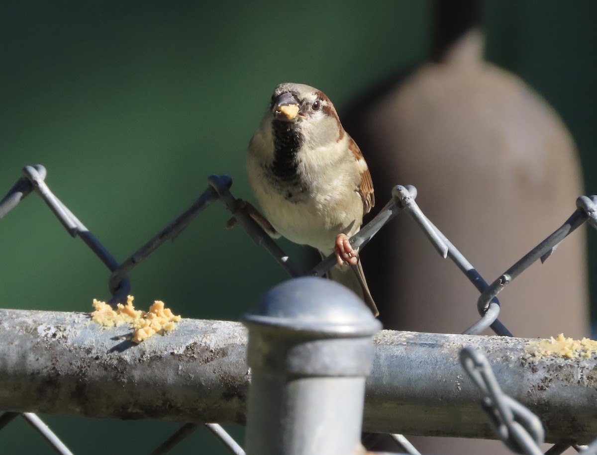 House Sparrow - ML647256803