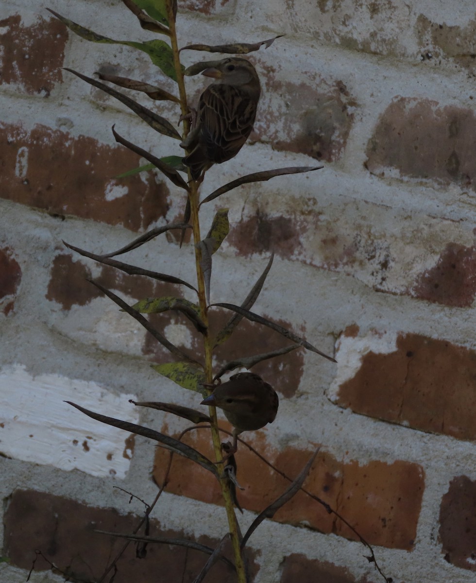 House Sparrow - ML647256804