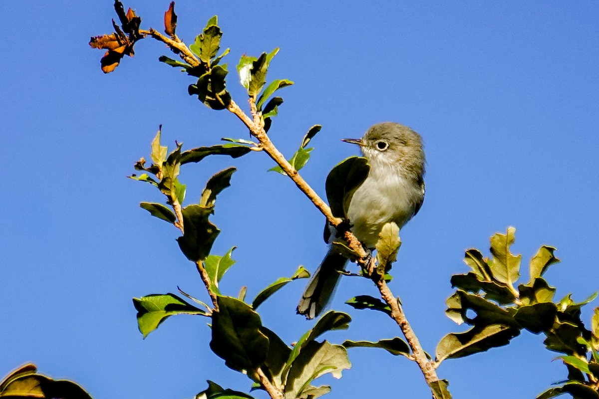 Голубая комароловка - ML647256805