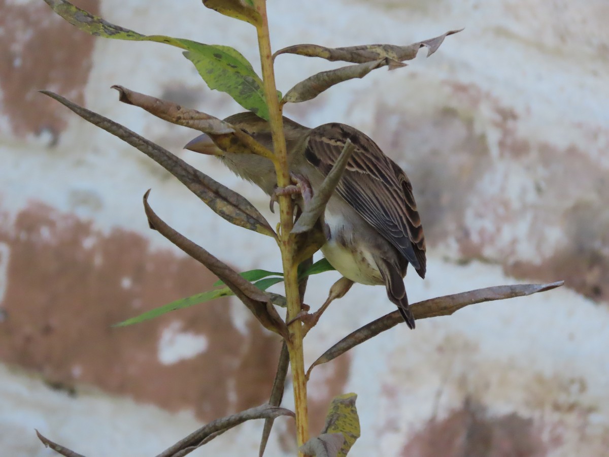 House Sparrow - ML647256806