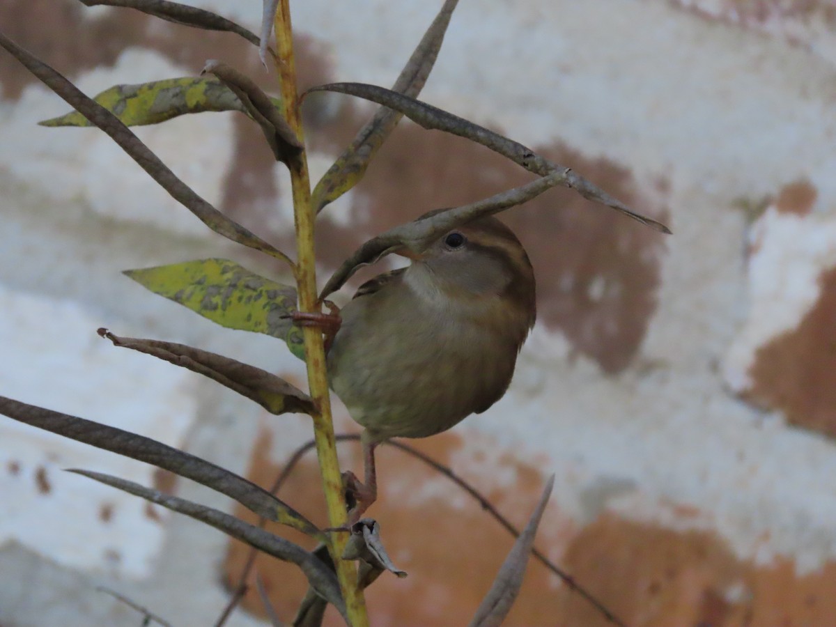 House Sparrow - ML647256808