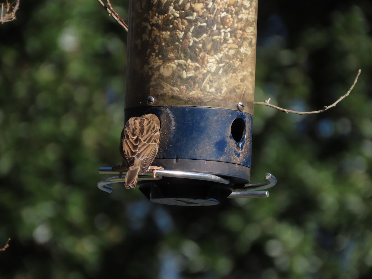 House Sparrow - ML647256810