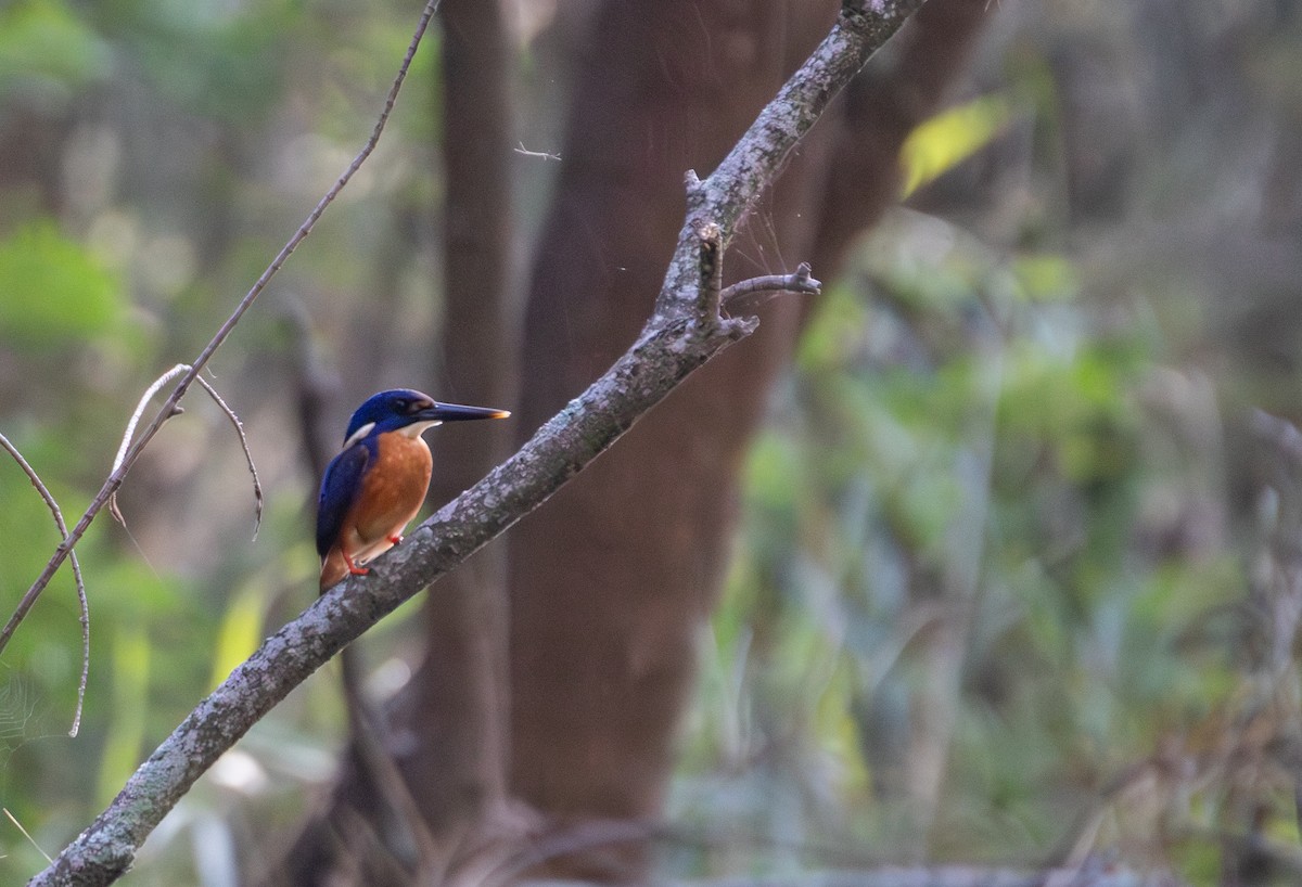 Azure Kingfisher - ML647256815