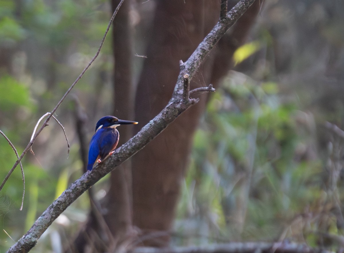 Azure Kingfisher - ML647256816