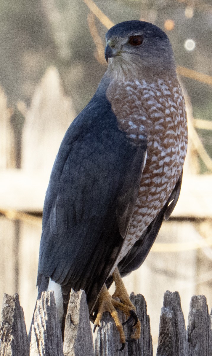Cooper's Hawk - ML647256819