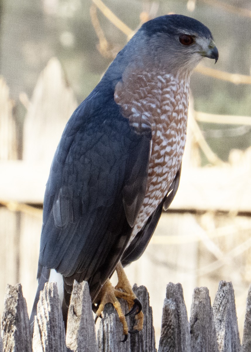 Cooper's Hawk - ML647256820