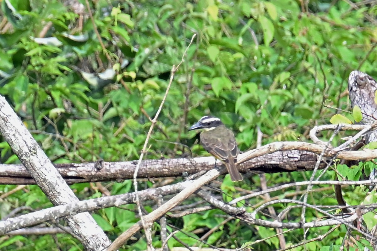 Пітанга-великодзьоб - ML647256823