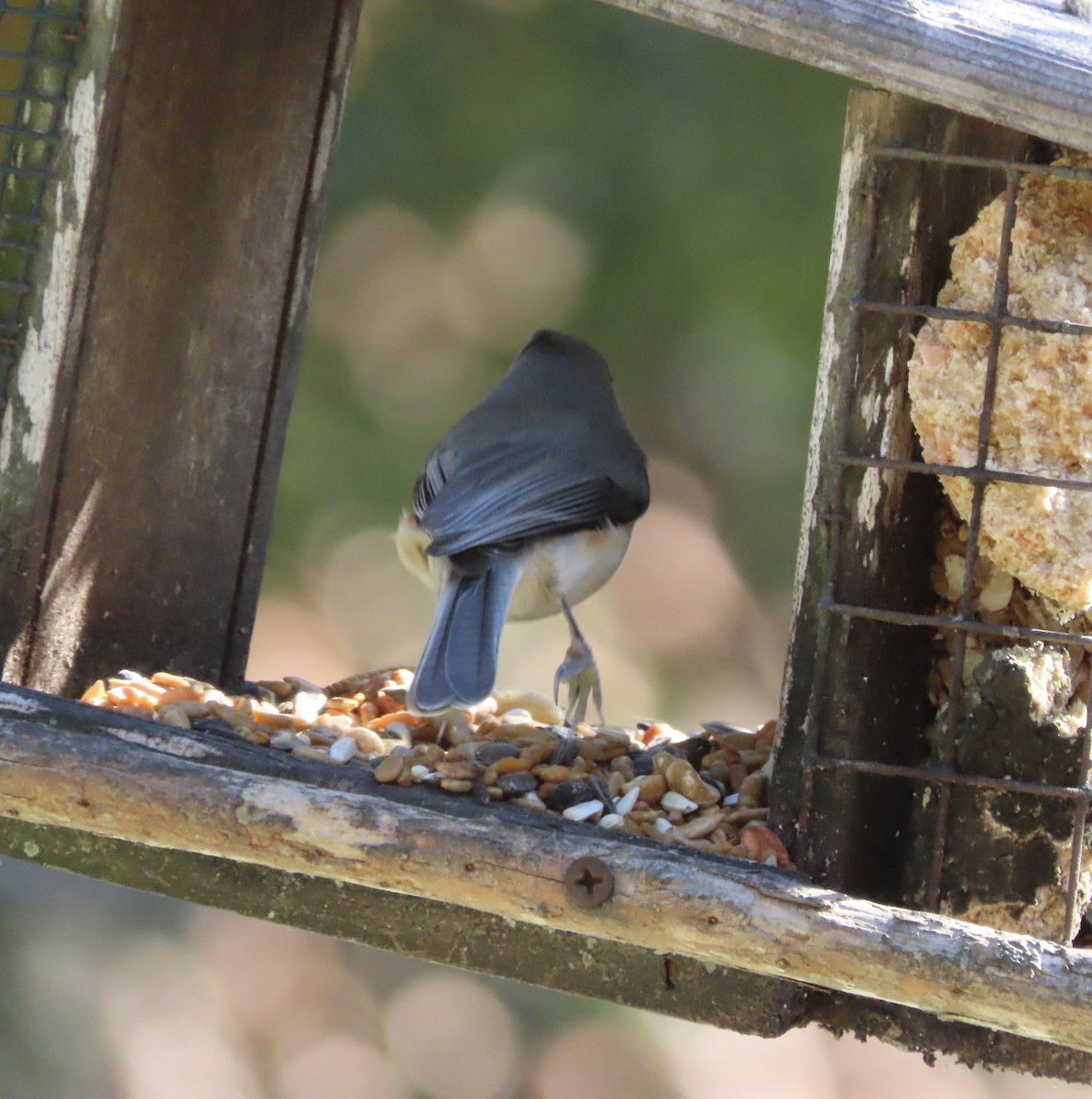 gråduskmeis - ML647256826