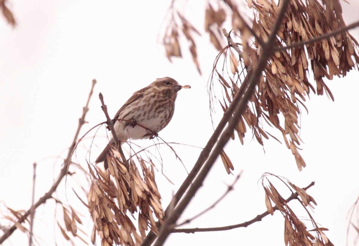 Purple Finch - ML647256827