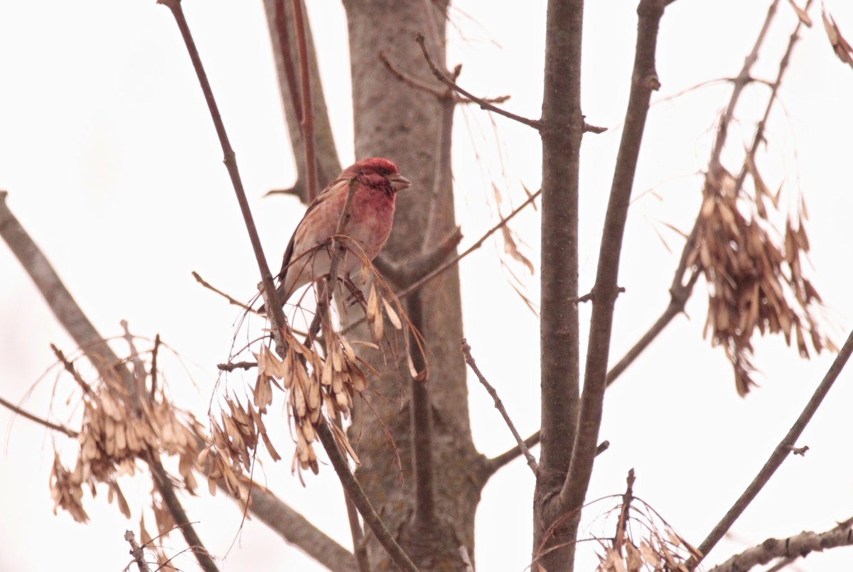 Purple Finch - ML647256828