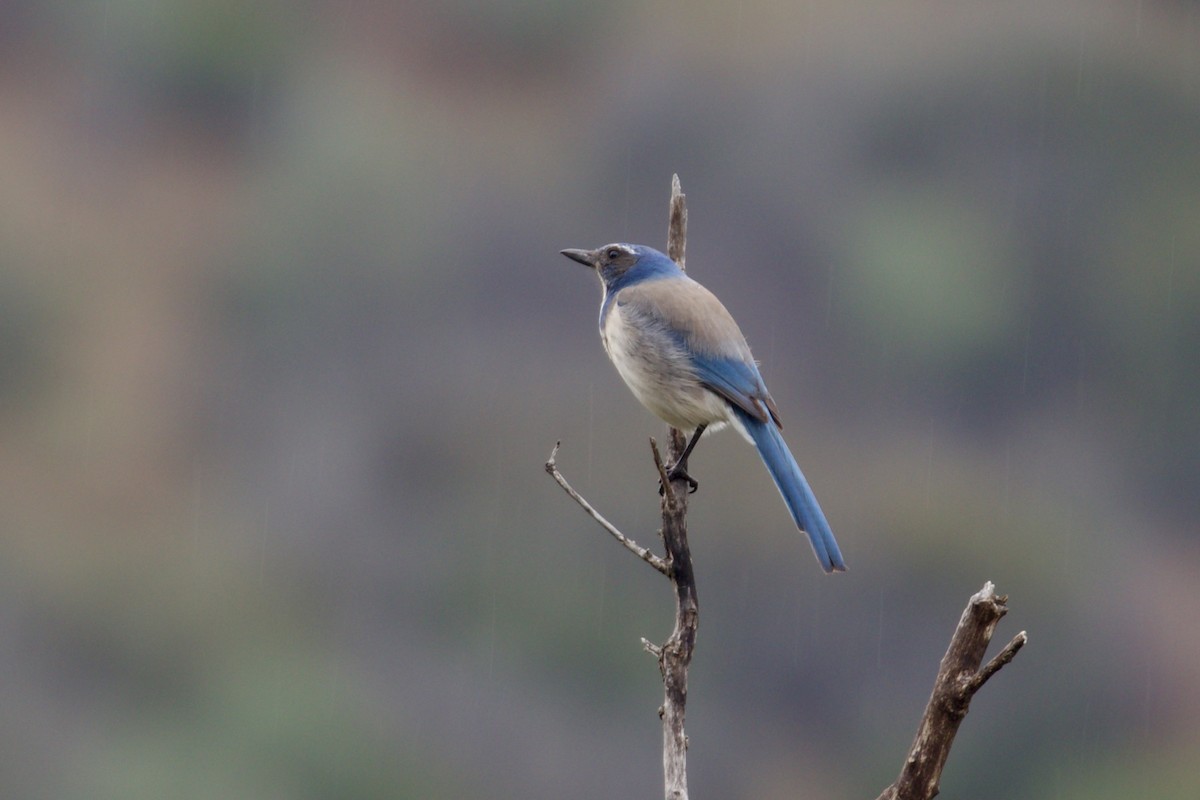 カリフォルニアカケス - ML647256832