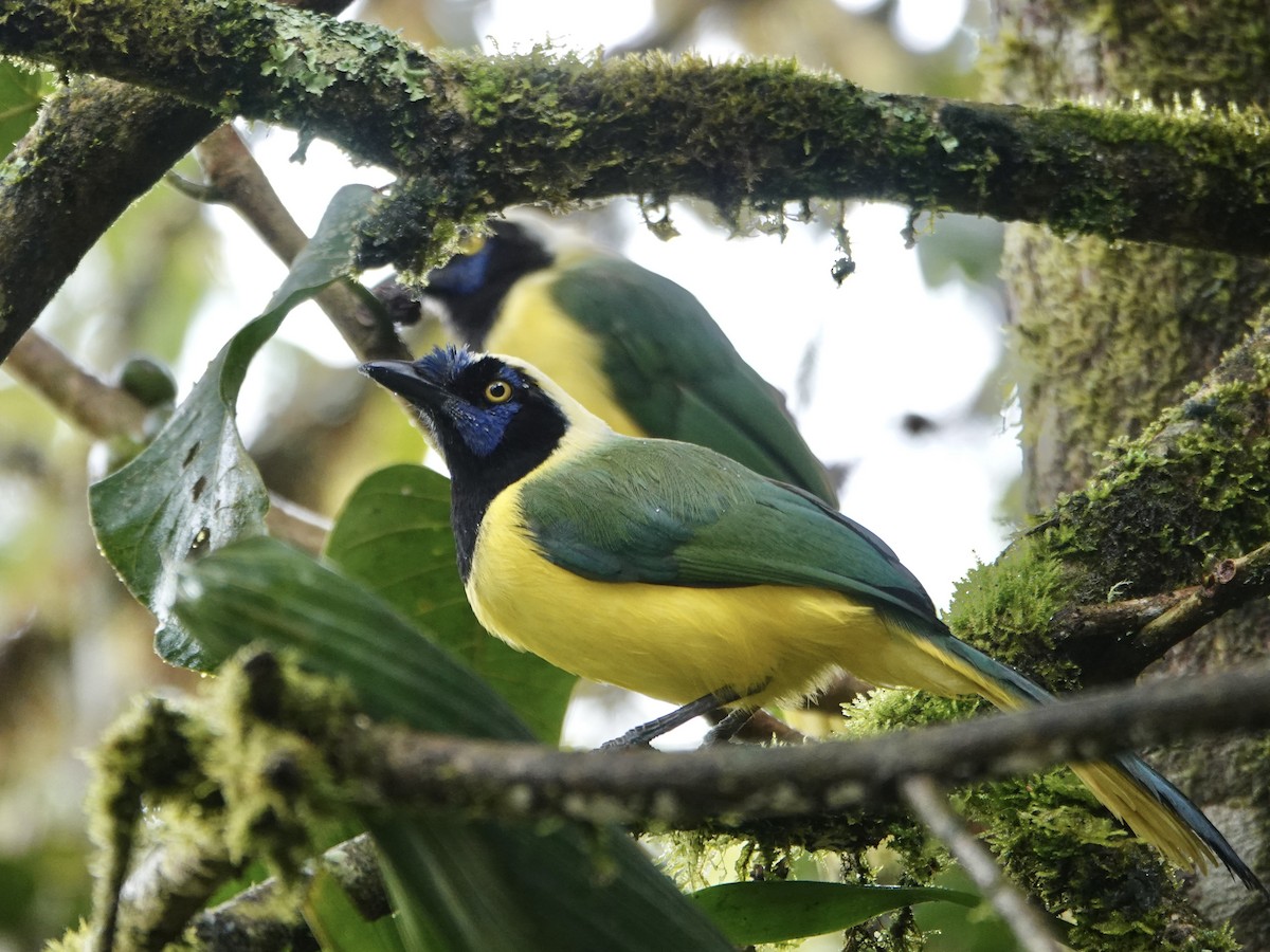 Перуанская сойка - ML647256842