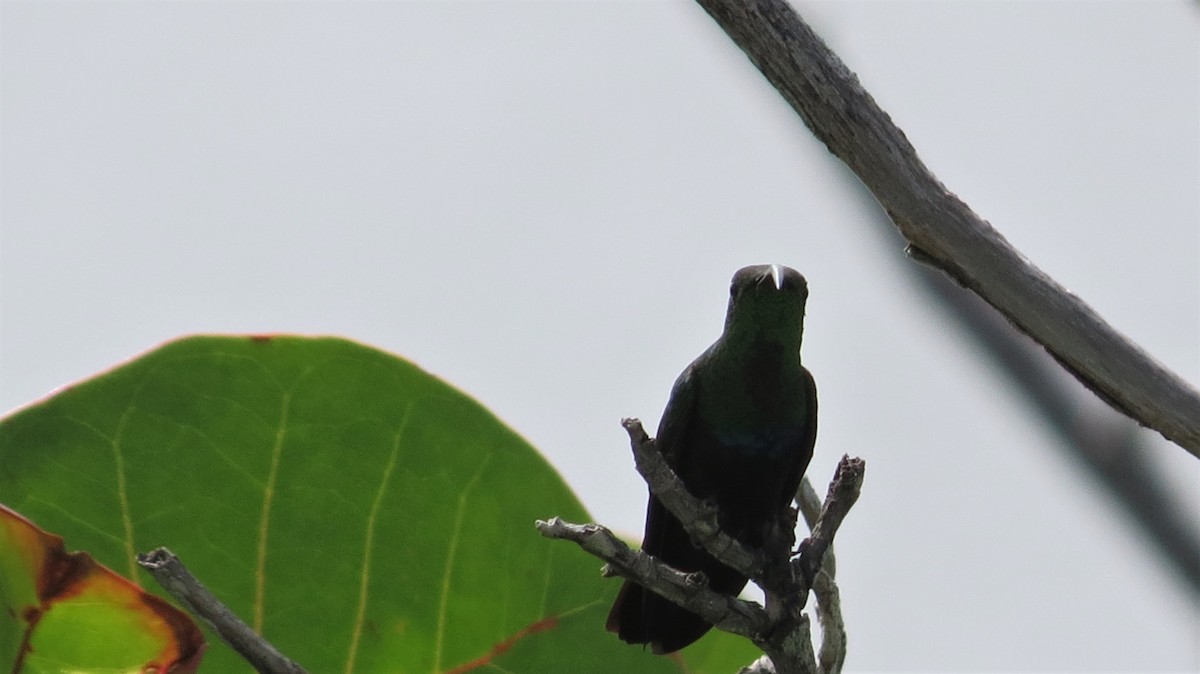 Green-throated Carib - ML647256847