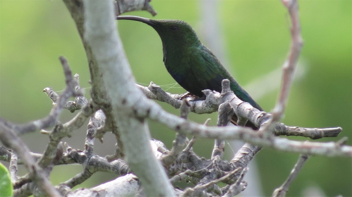 Green-throated Carib - ML647256848