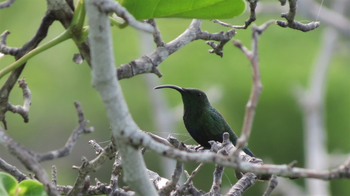 Green-throated Carib - ML647256849