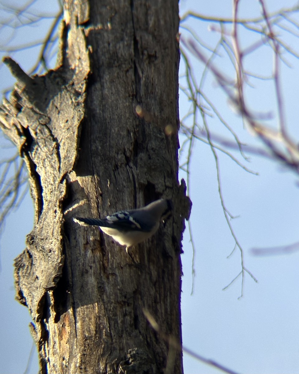 Geai bleu - ML647256872