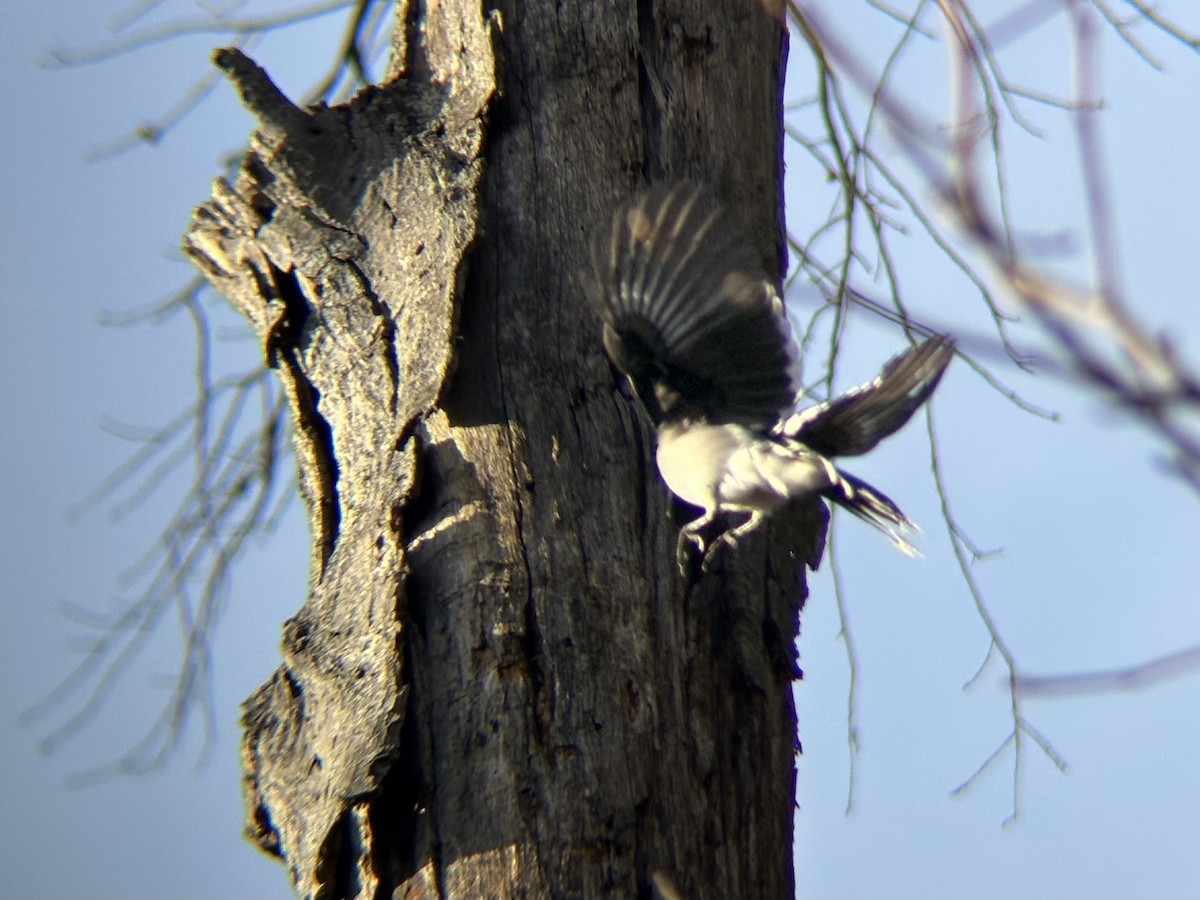 Geai bleu - ML647256873