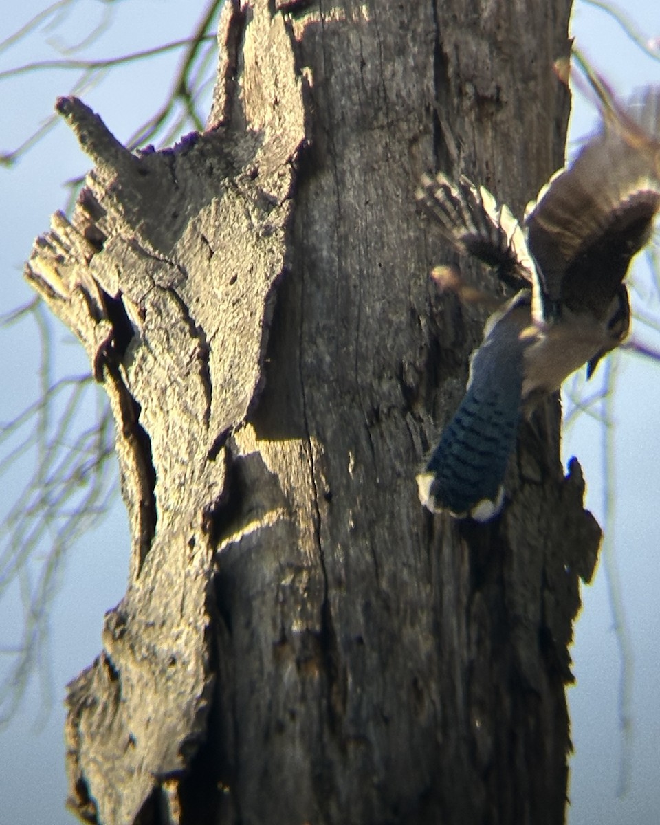 Geai bleu - ML647256874