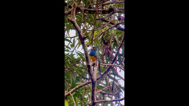 trogon guyanský - ML647256894