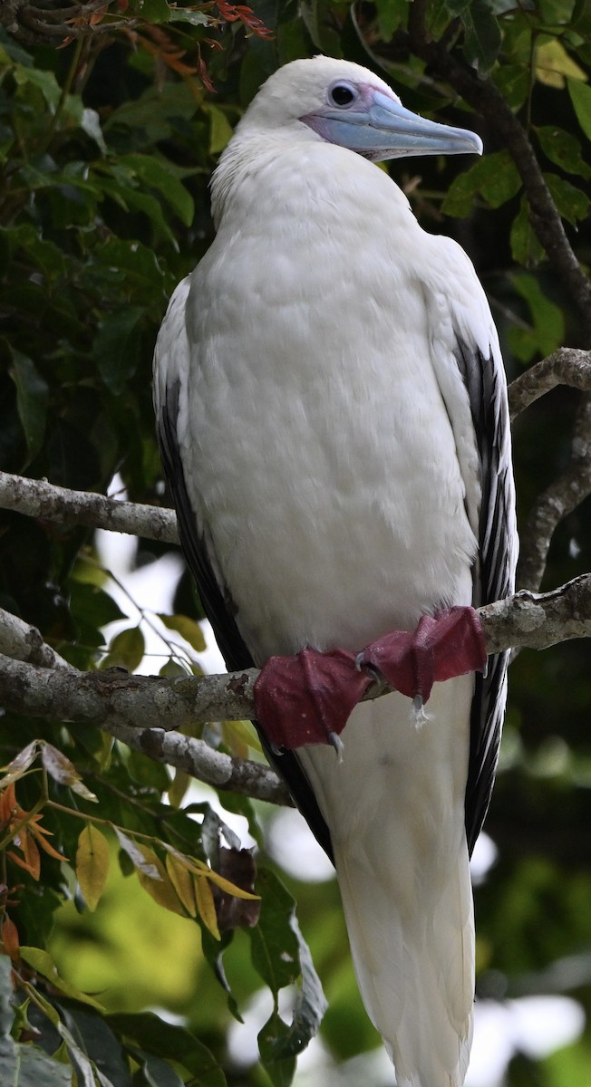 Rotfußtölpel - ML647256905