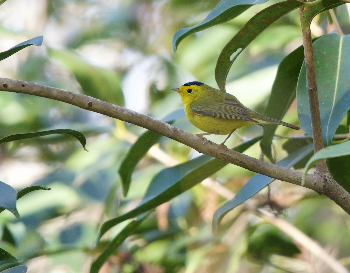 Wilson's Warbler - ML647256909