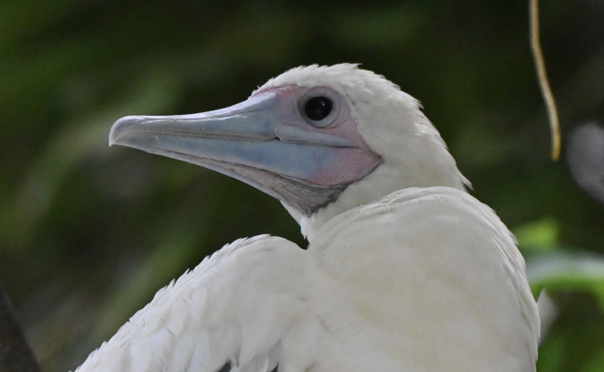 Rotfußtölpel - ML647256913