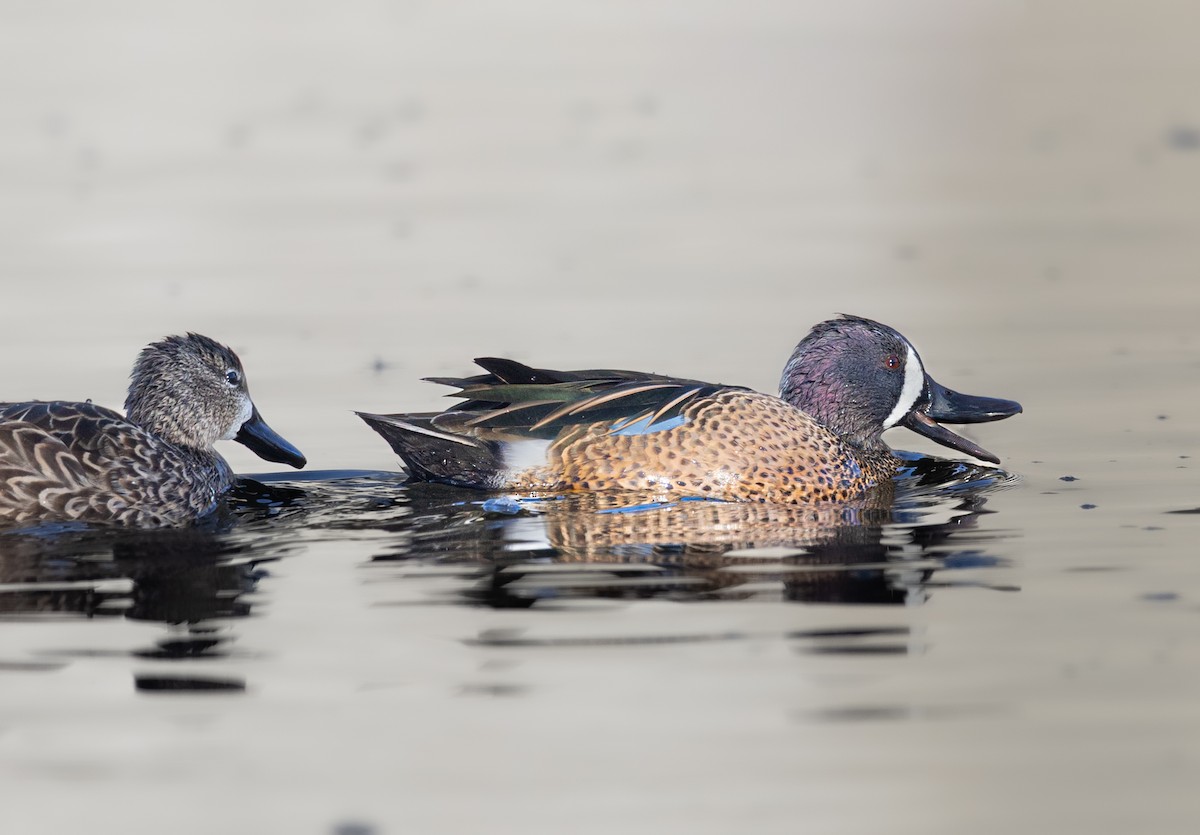 Blue-winged Teal - ML647256920