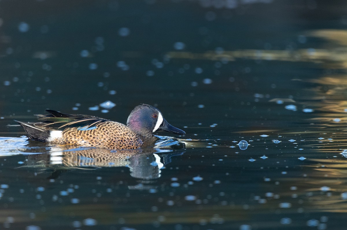 Blue-winged Teal - ML647256932