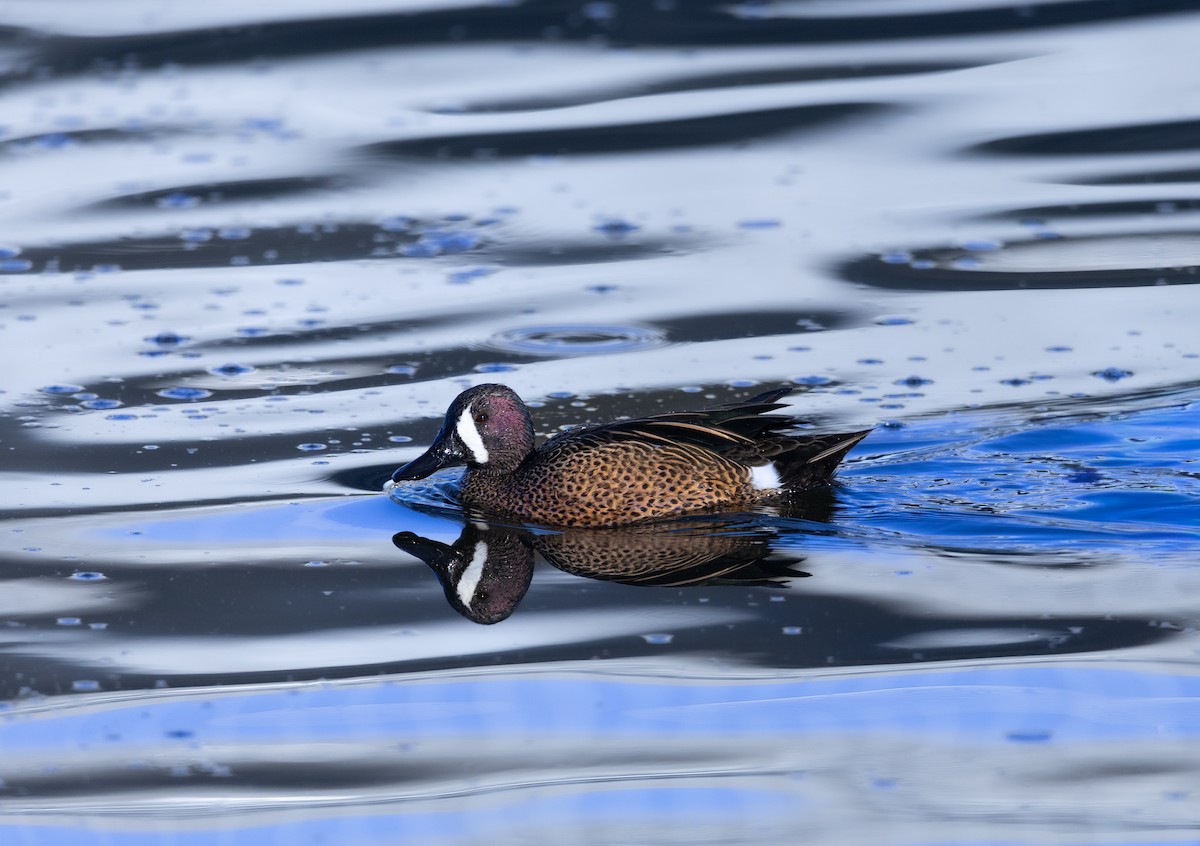 Blue-winged Teal - ML647256942