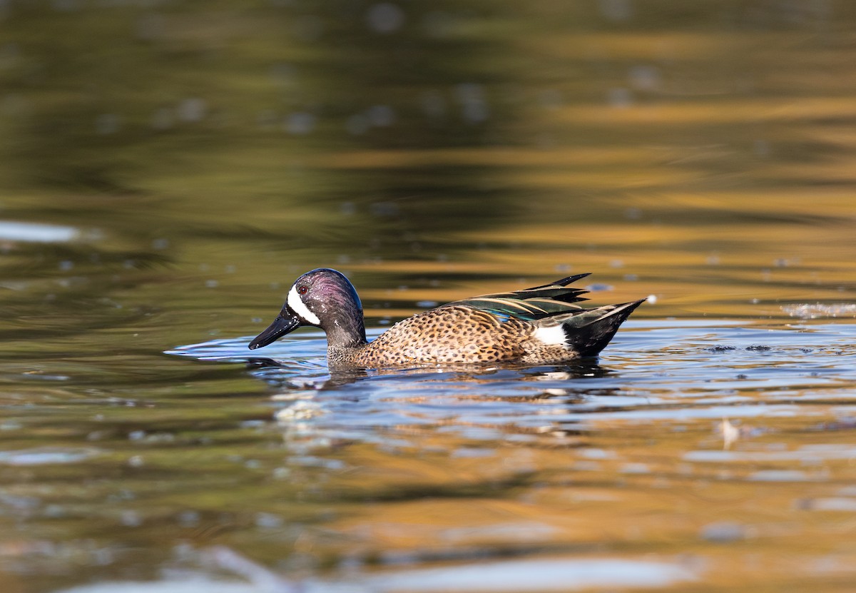 Blue-winged Teal - ML647256948