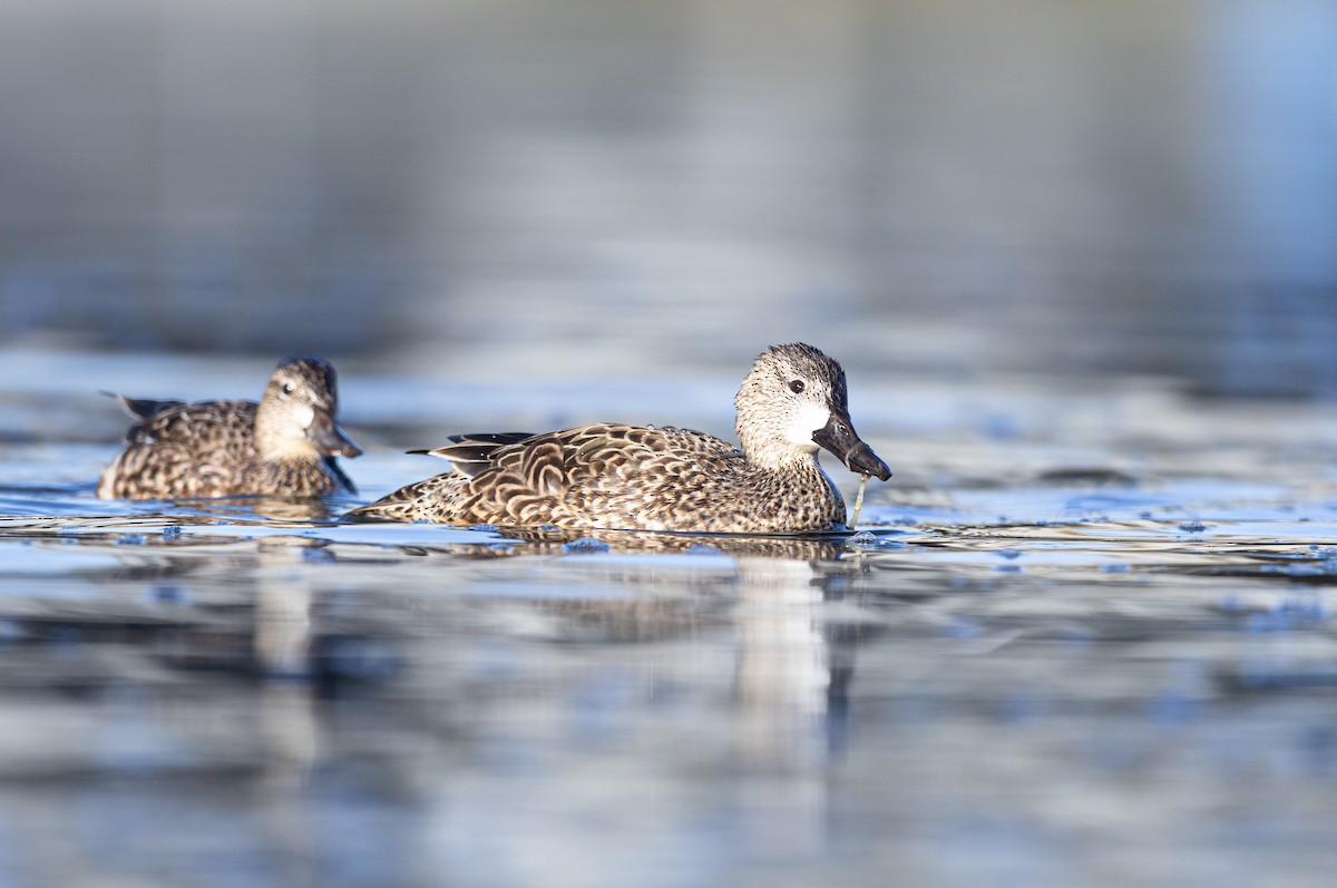 Blue-winged Teal - ML647256950