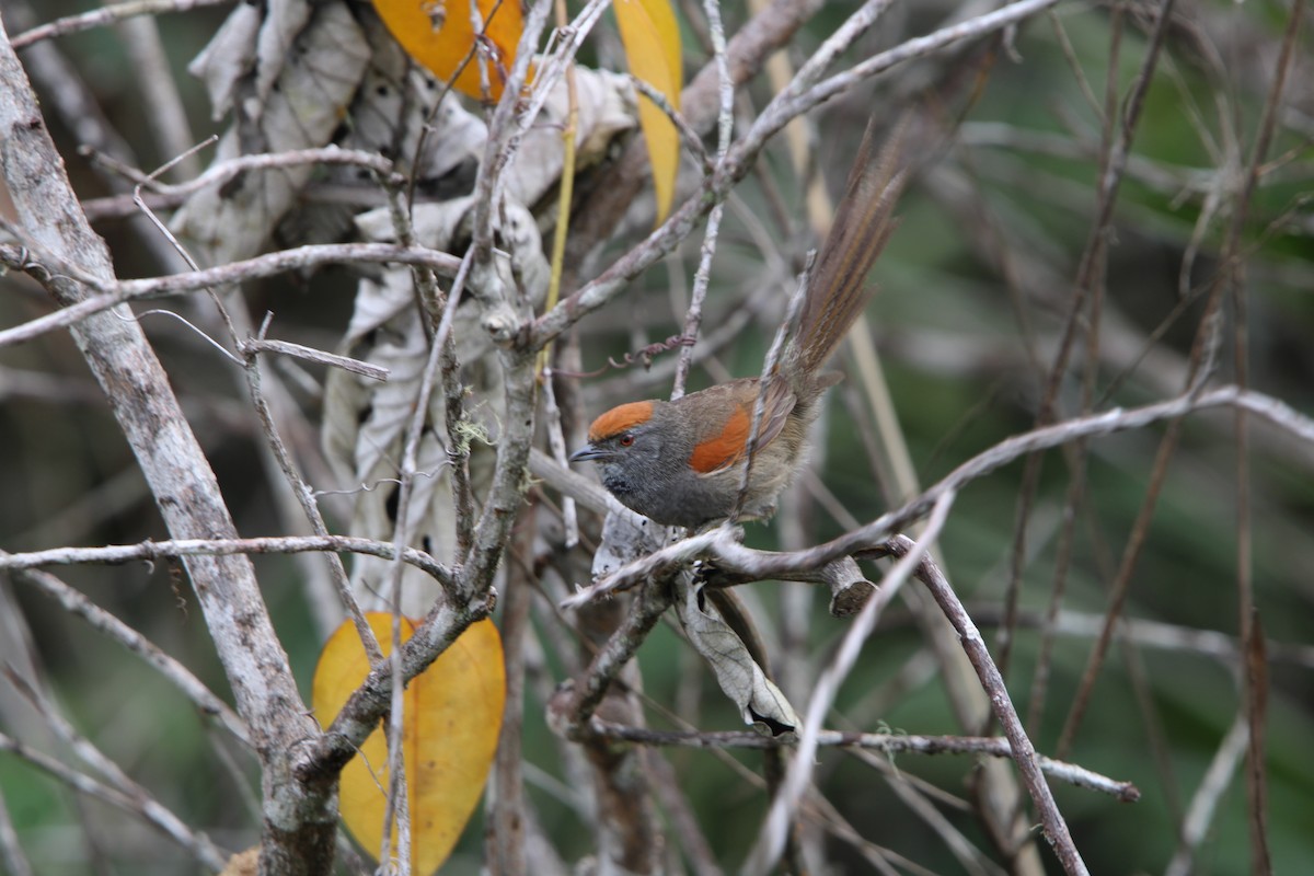 kjerrpiggstjert - ML647256951