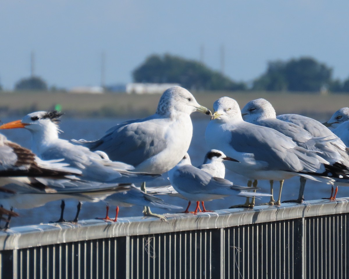 Forster's Tern - ML647256952