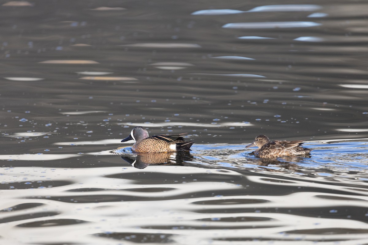 Blue-winged Teal - ML647256953