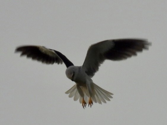 Шуліка чорноплечий - ML647256960