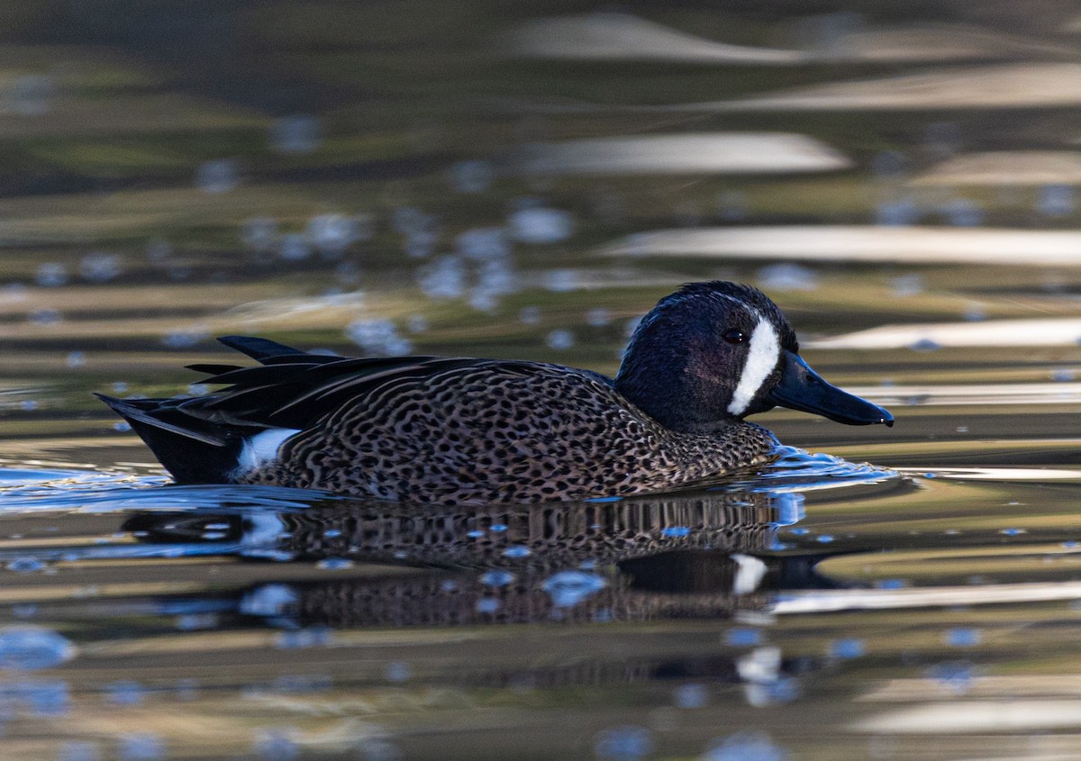 Blue-winged Teal - ML647256962