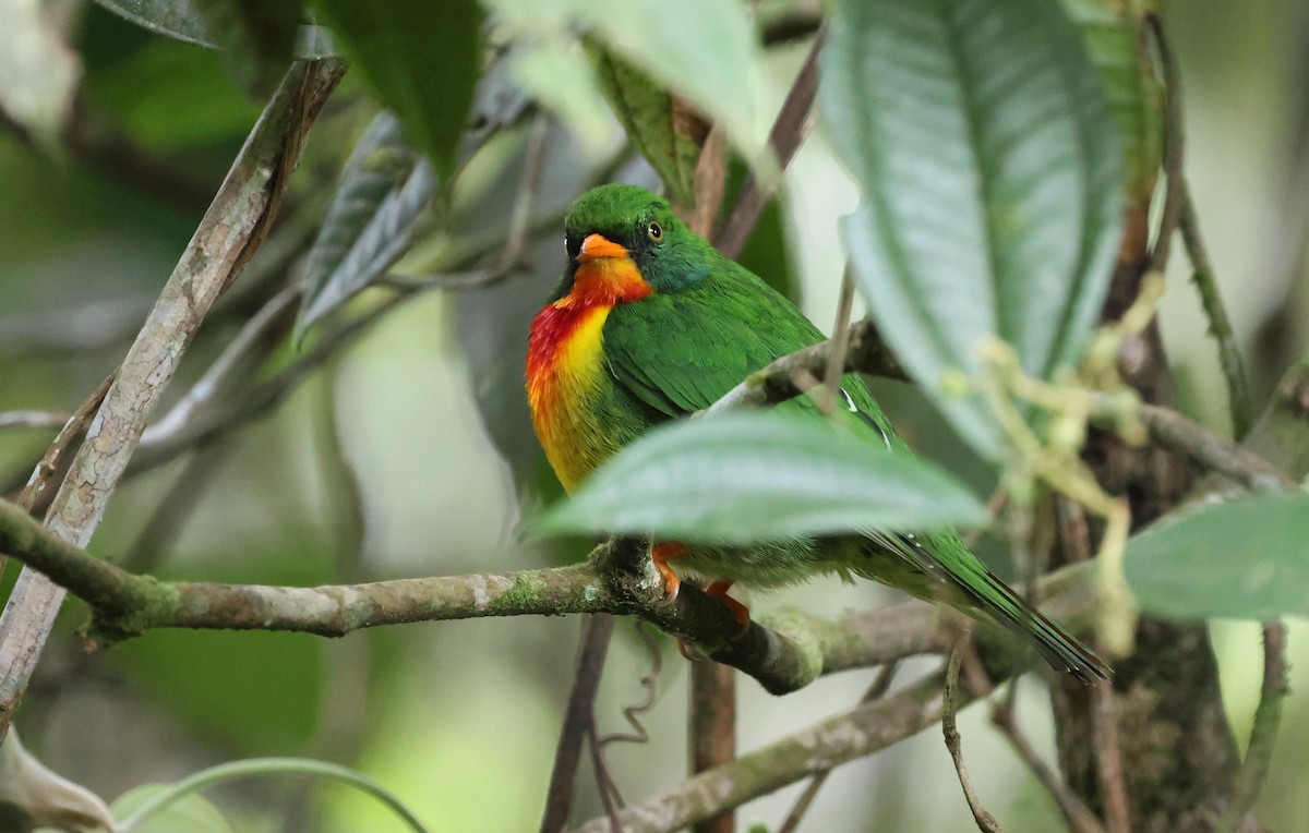 Плодоїд червоноволий - ML647256971