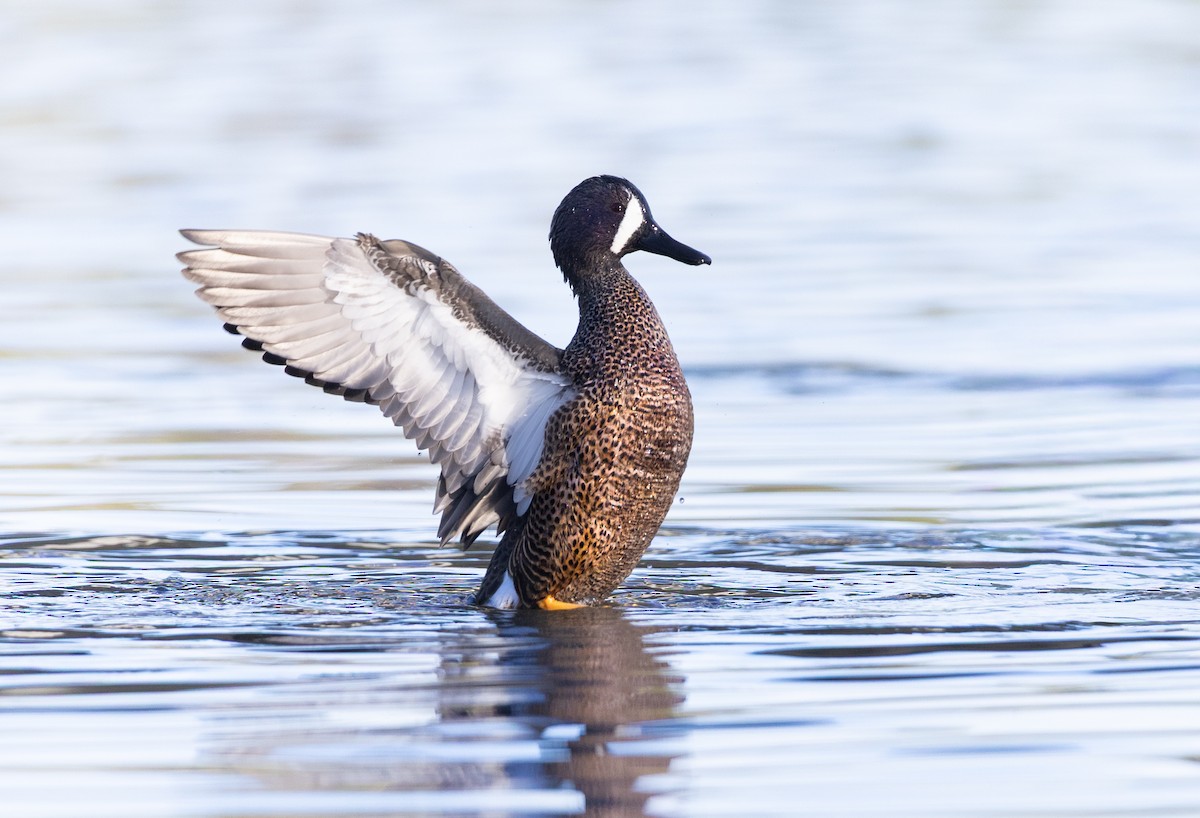 Blue-winged Teal - ML647257007