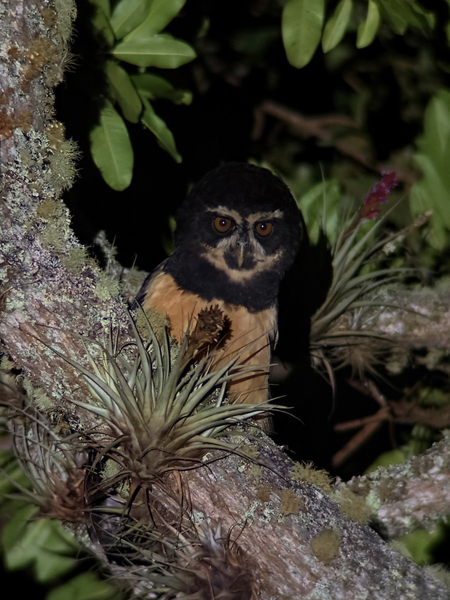 メガネフクロウ - ML647257011