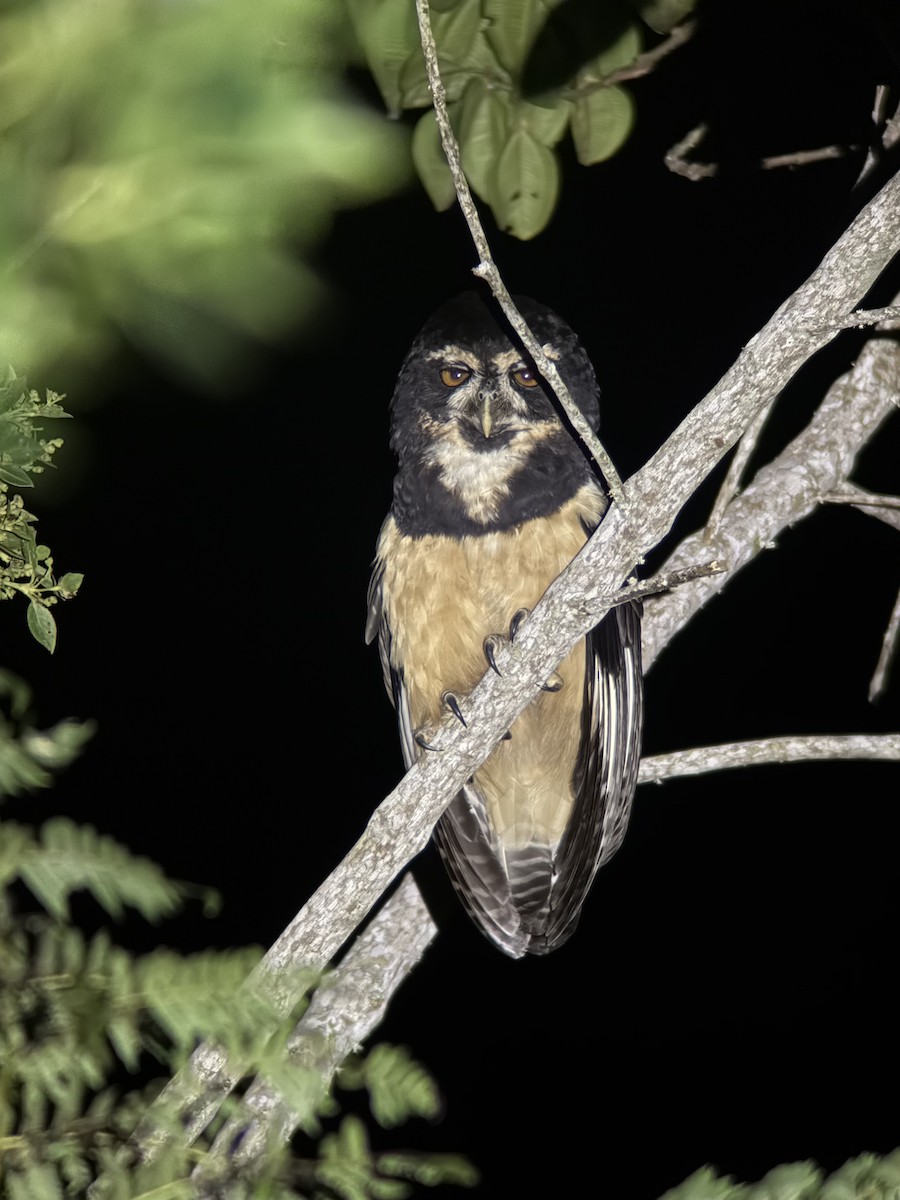 メガネフクロウ - ML647257012