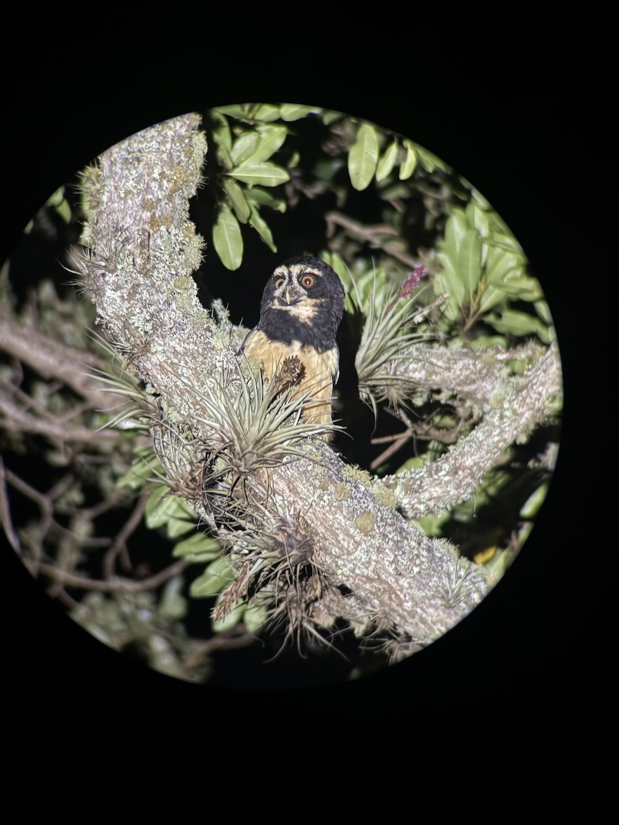 メガネフクロウ - ML647257013