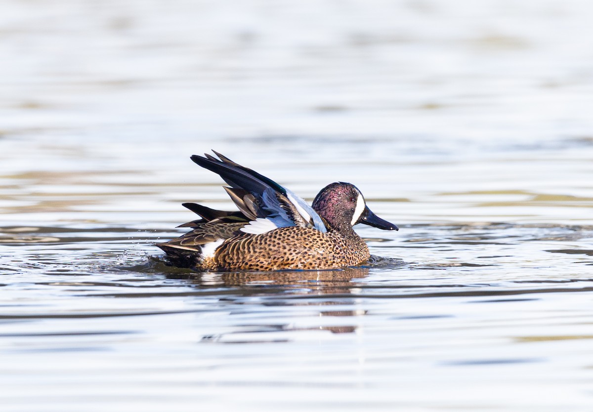 Blue-winged Teal - ML647257023
