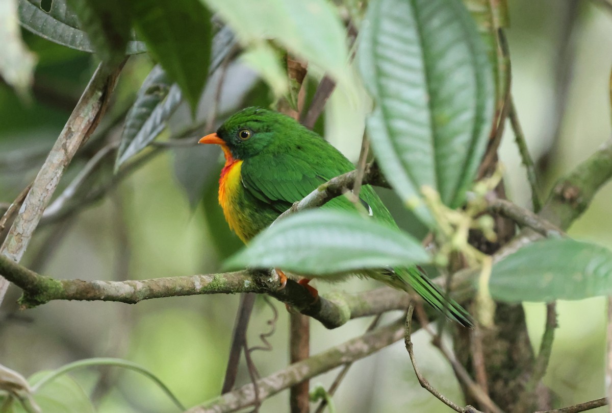 Плодоїд червоноволий - ML647257028